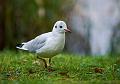 Hettemåke - Black-headed gull (Chroicocephalus ridibundus) ad. winter